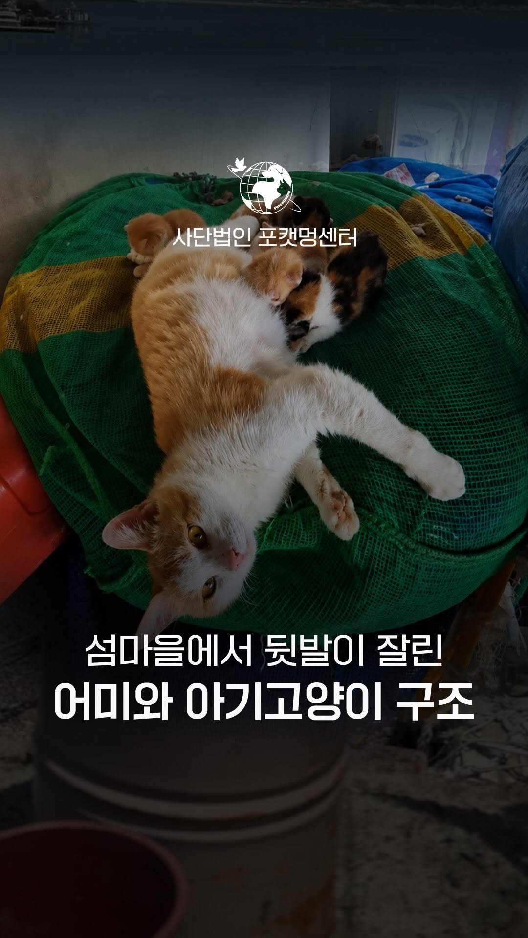 forcatmung_center 게시물 이미지: 군산의 한 섬마을,
그물더미에 걸려 다리 한 쪽이 절단된 고양이가
새끼 5마리를...