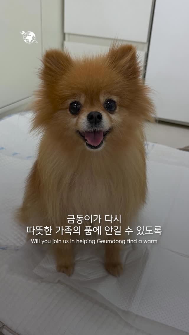 forcatmung_center 게시물 이미지: 금동이가 밝은 미소로 새 가족을 찾을 수 있게
동물보호의 뜻을 함께해 주세요

📌...