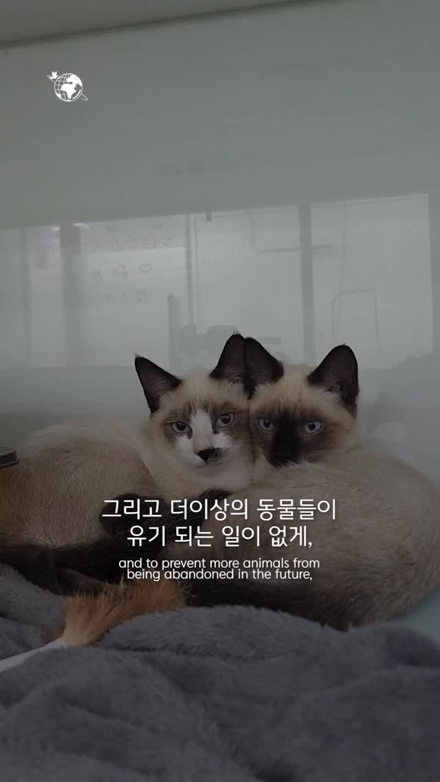 forcatmung_center 게시물 이미지: 모카, 시나몬롤, 쿠로미라는 이름으로
따뜻한 가족을 찾을 아이들을 위해
동물보호의...