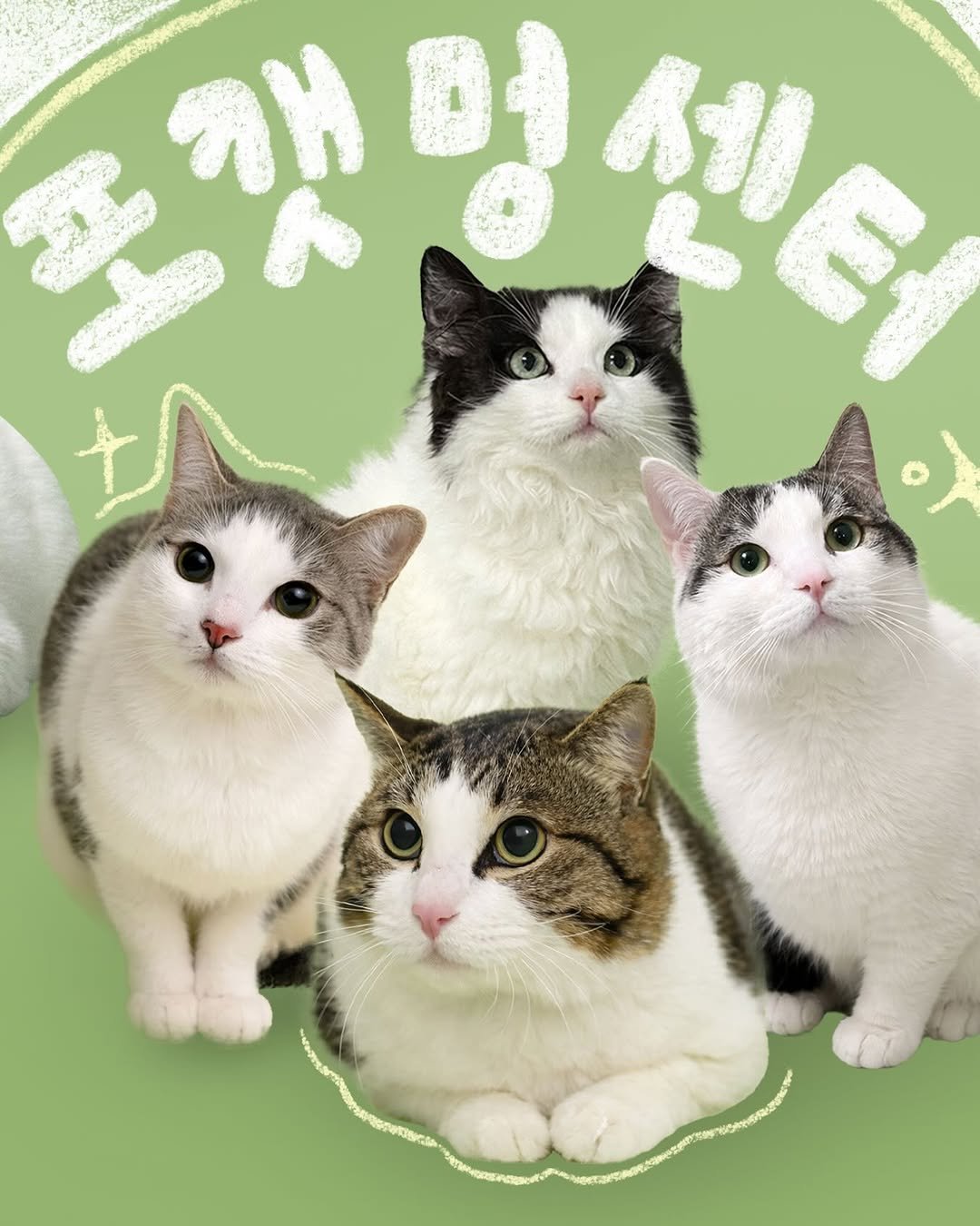 Photo by 포캣멍센터 on February 01, 2026. May be an illustration of kitten, poster and text that says '개 DỊ 세 센터 서 조재명센터 演热。'.