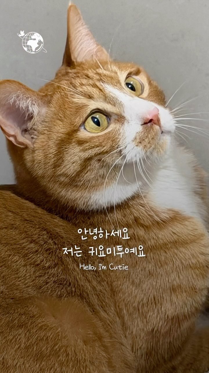forcatmung_center 게시물 이미지: 귀요미투의 소중한 가족이 되어주세요🧡

동물보호의 뜻을 함께해 주세요
📌 기업...