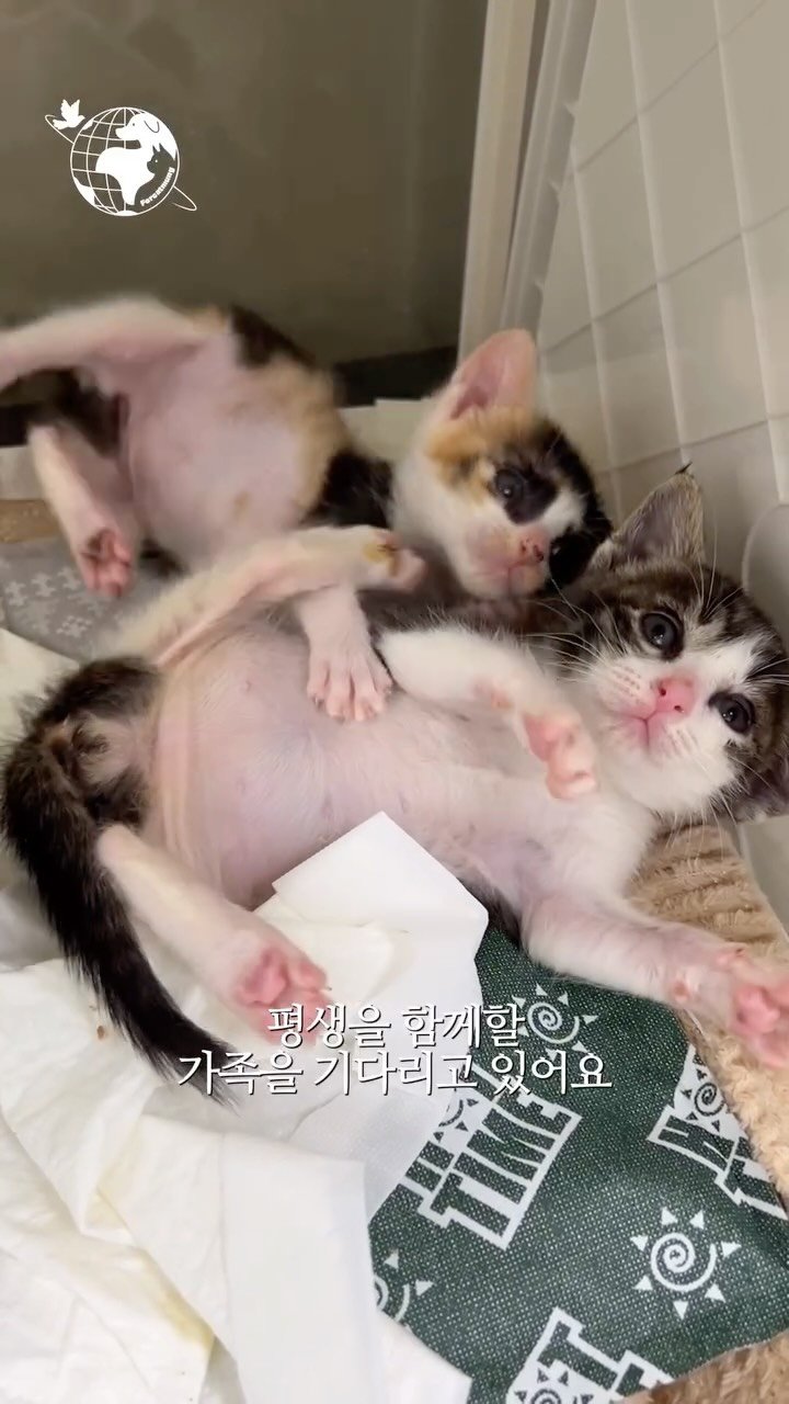 forcatmung_center 게시물 이미지: 분유 졸업하고 이유식 먹기 시작한 아깽이들!
가족을 만날 준비를 마치고...