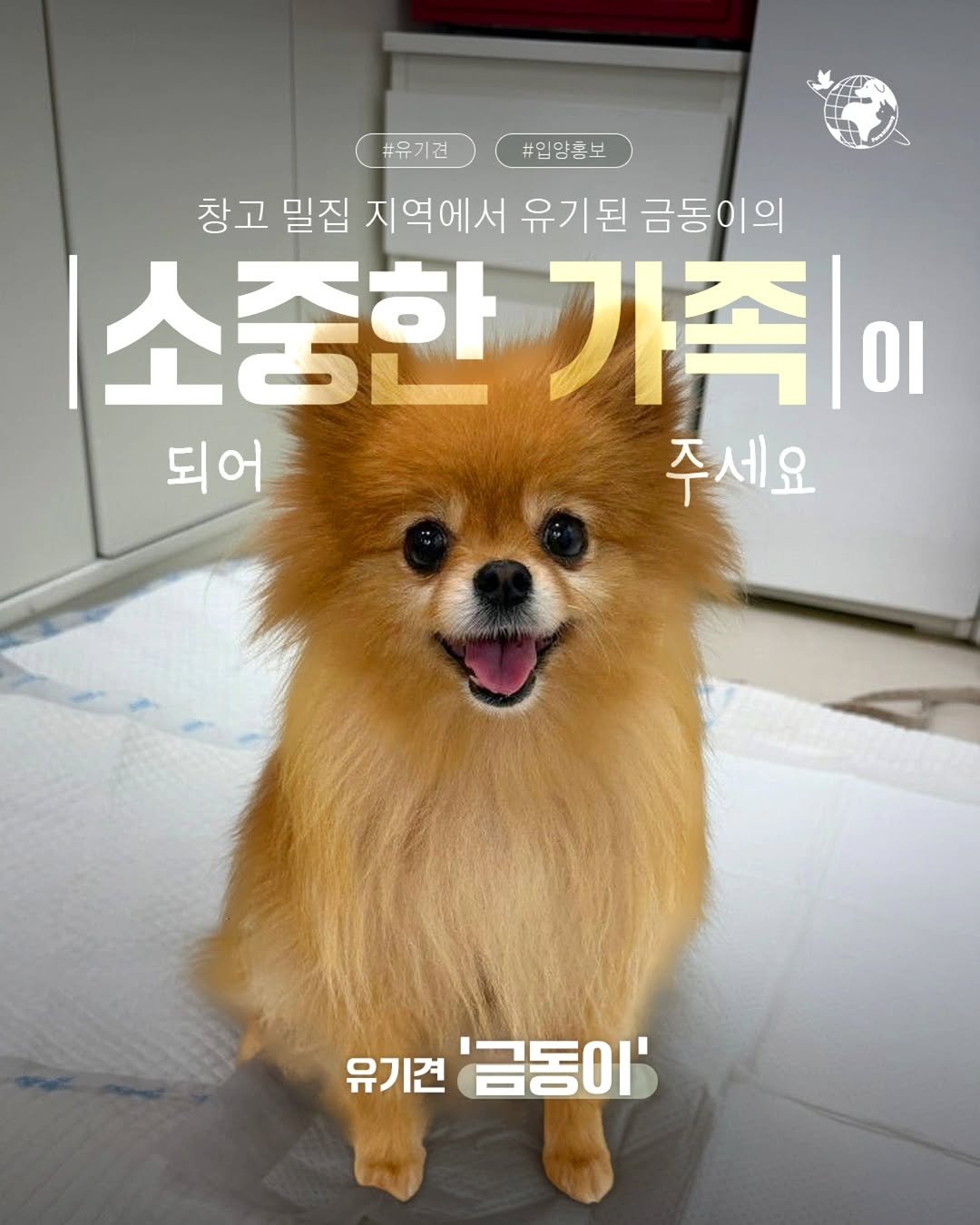 Photo by 포캣멍센터 on October 31, 2025. May be an image of Pekinese, chihuahua and text that says '#임양흥보 #유기건 창고 밀집 지역에서 유기된 |된금동이의 금동이의 소중한 가족 되어 주세요 유기견 '금동이''.