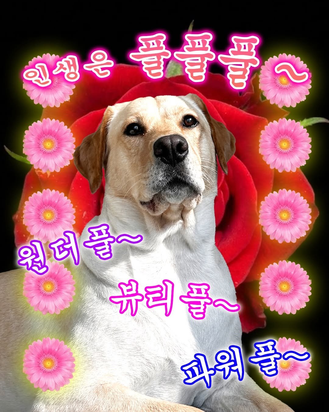 Photo shared by 포캣멍센터 on February 14, 2026 tagging @udadahae. May be an image of poster and text.