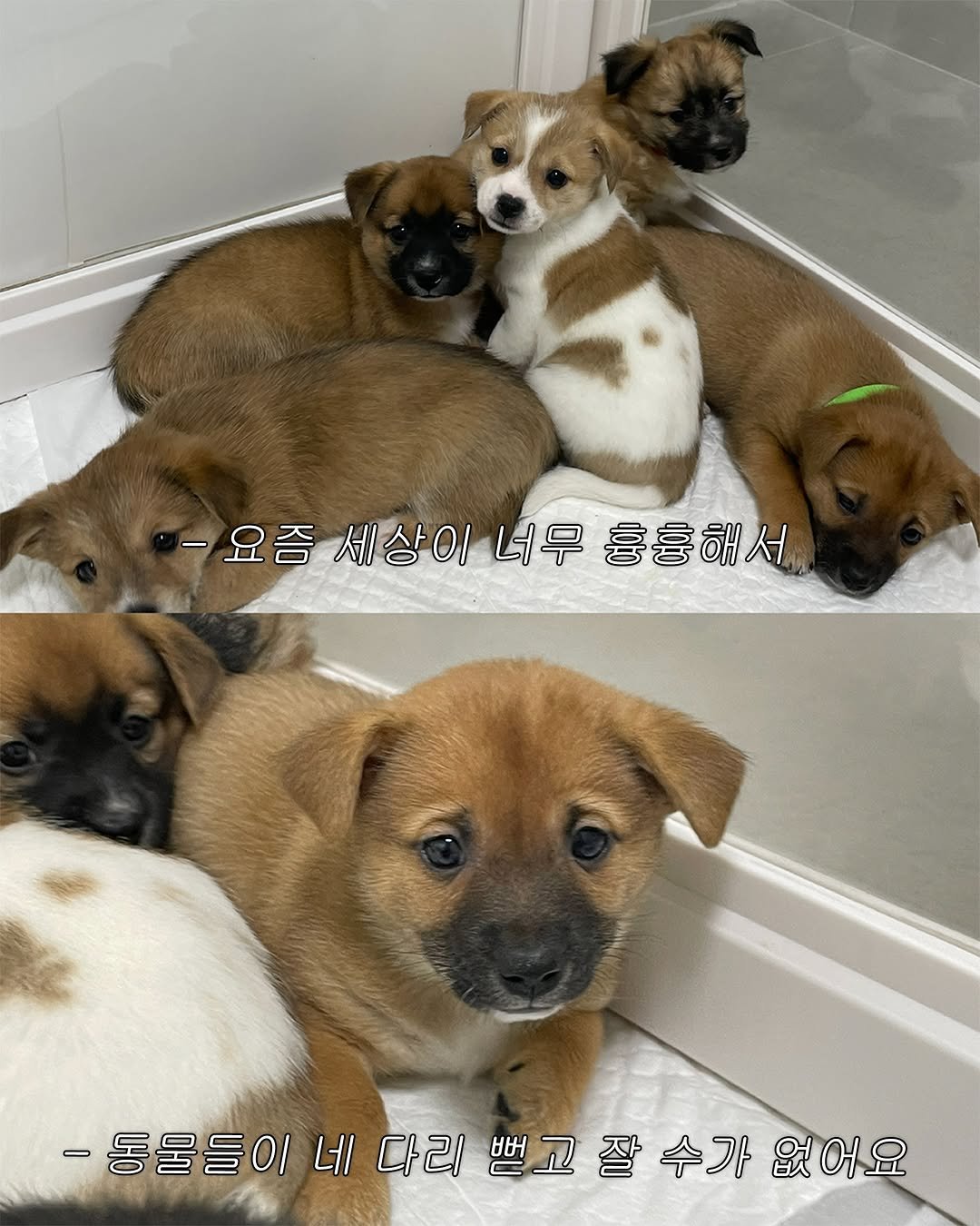 Photo by 포캣멍센터 on April 24, 2026. May be an image of mastiff, chihuahua, collie and text that says '-요즘 -요즘세상이너무홍홍해서 너무 세상이너무 흉흉해서 -동물들이버다리별그잘수라없어요 뻗고 뿌고잘수가없어요 수가 -동물들이 네 다리 없어요'.