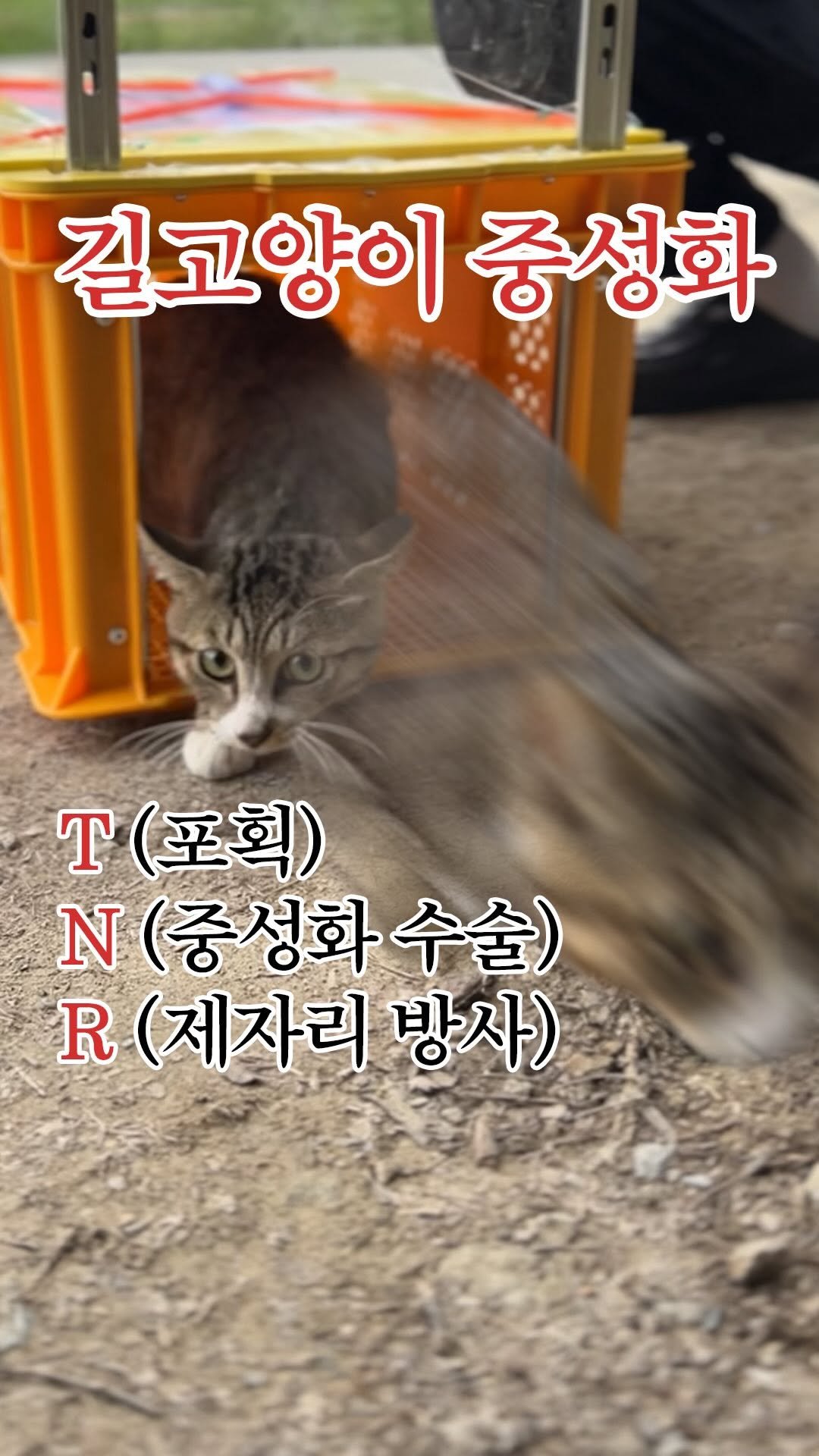 forcatmung_center 게시물 이미지: 세계 고양이의 날을 맞아 진행하는
포캣멍센터 TNR...