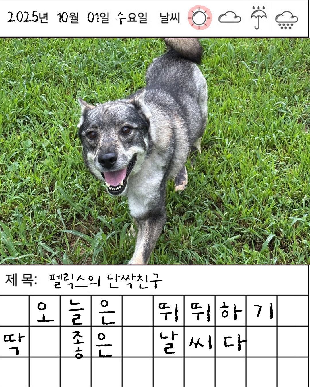 Photo by 포캣멍센터 on October 01, 2025. May be an image of ‎chihuahua, crossword puzzle and ‎text that says '‎2025년 10월 01일 수요일 날씨 at 7 제목: 페르 펠릭스의 단짝친구 은 뛰 뛰하 기 7 조 늘 こシ1 조작 ㅎ ره 나 씨 从 ㄹ 다‎'‎‎.