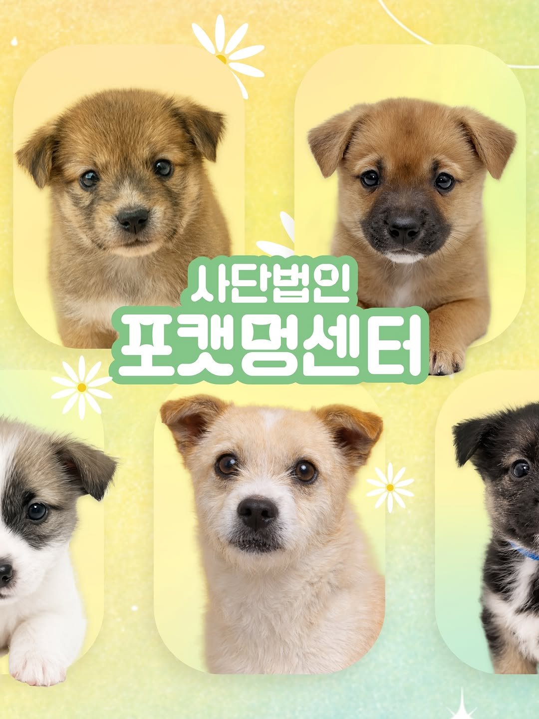 Photo by 포캣멍센터 on April 02, 2026. May be a doodle of Norwich terrier, mastiff, collie, chihuahua and text that says '사단법인 포캣멍센터'.