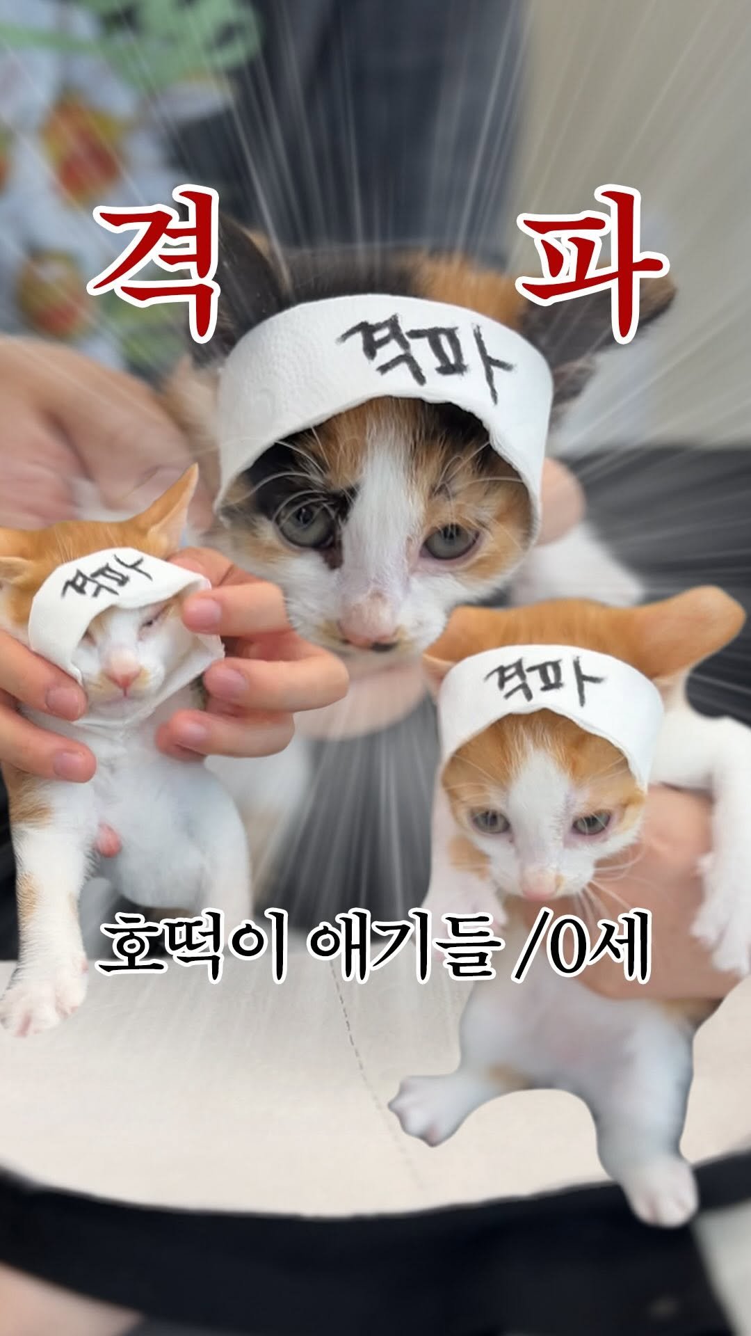forcatmung_center 게시물 이미지: 무럭무럭 자라고 있는
호떡이 아가들의 가족이 되어주세요✨

동물보호의 뜻을 함께해...