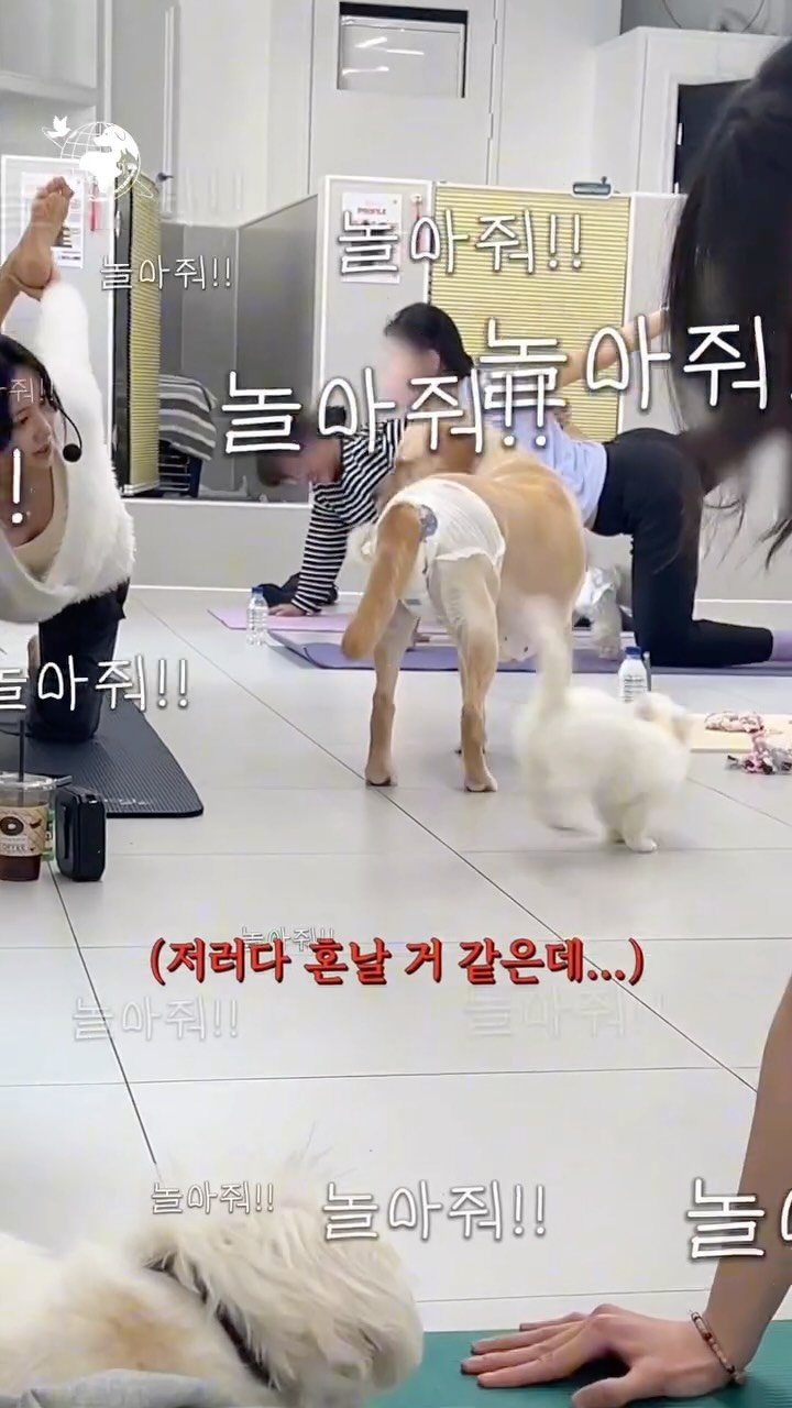 forcatmung_center 게시물 이미지: 매달 진행예정인 도그요가 많은 관심 부탁드립니다!
스포하자면 5월은 도그...