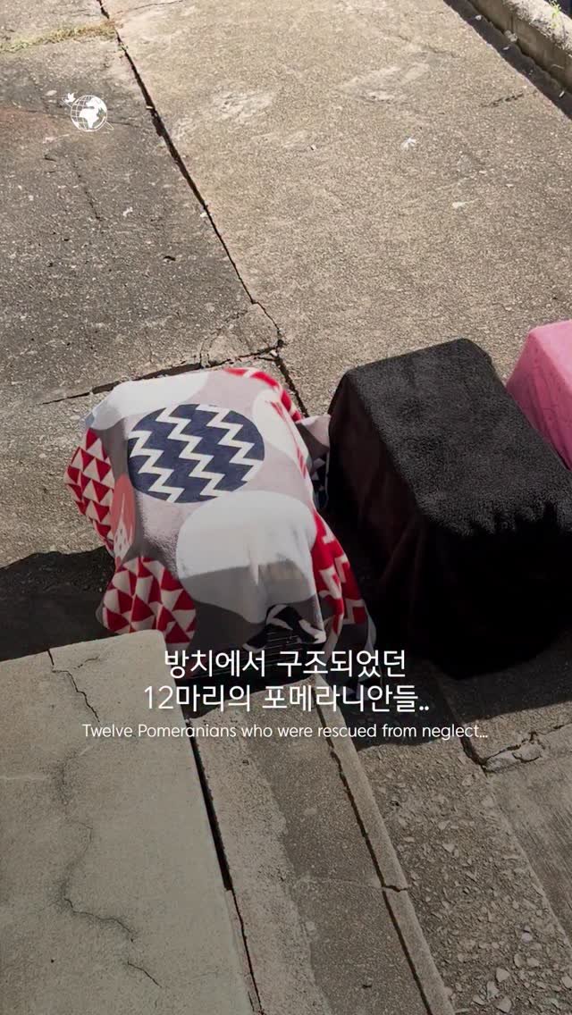 forcatmung_center 게시물 이미지: 이웃주민들의 따뜻한 말과 함까 구조된 12마리의 포메라니안..
아이들이 좋은 가정에...