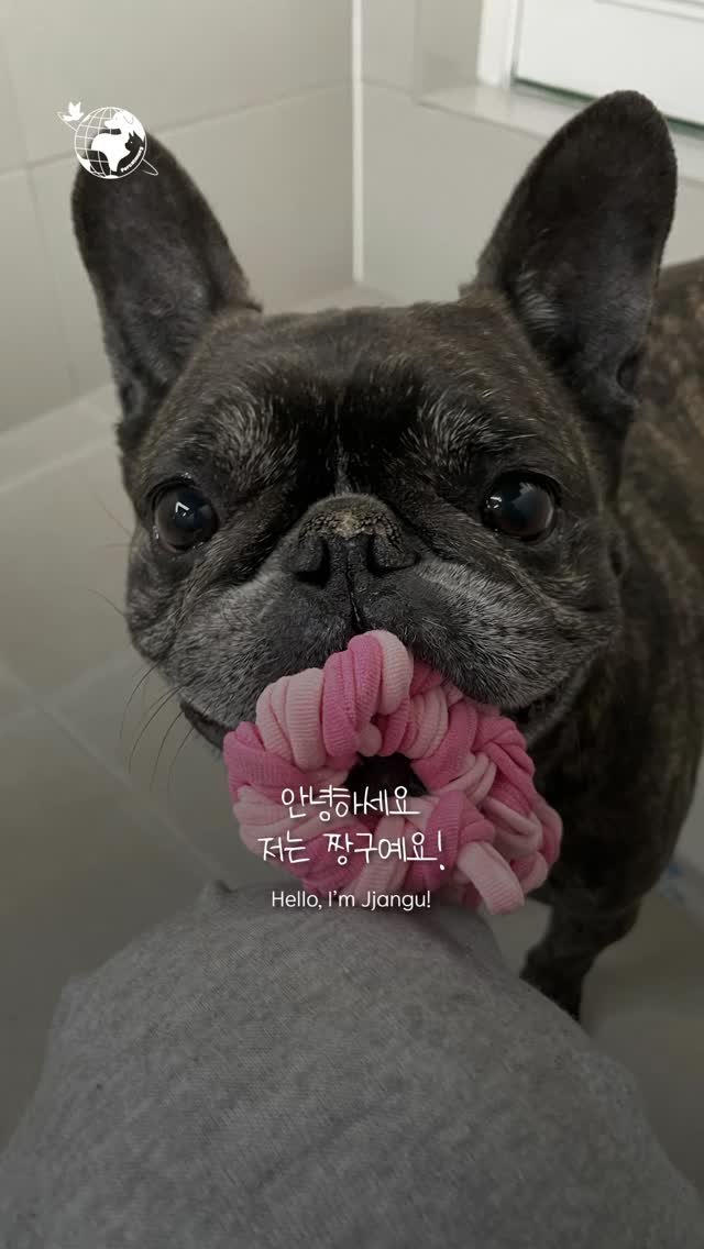 forcatmung_center 게시물 이미지: 천방지축 어리둥절 빙글빙글 돌아가는 짱구의 가족이 되어주세요🔥❤️🐶

동물보호의...