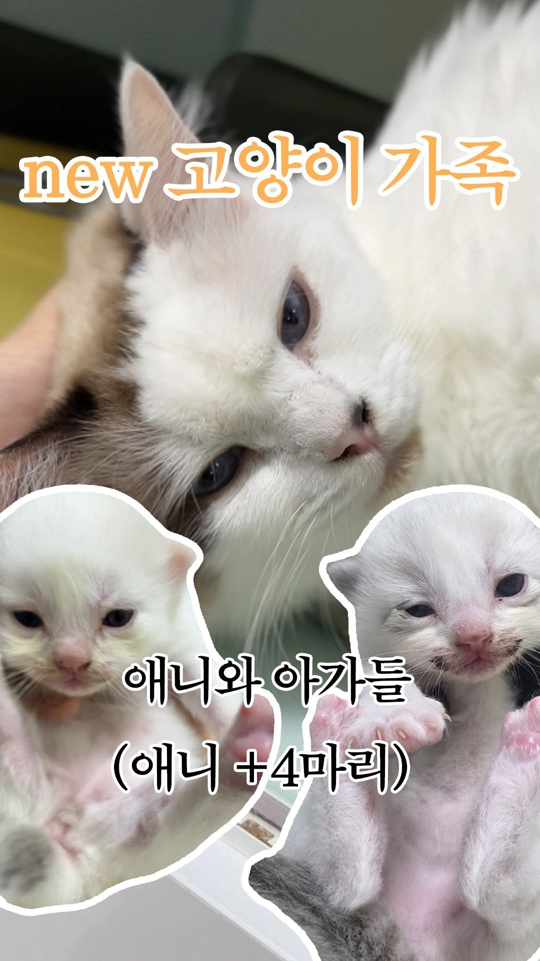 forcatmung_center 게시물 이미지: 지난 달 포캣멍센터에 입소했던 12마리 랙돌 가족,
그 중 애니는 구조 당시 임신...