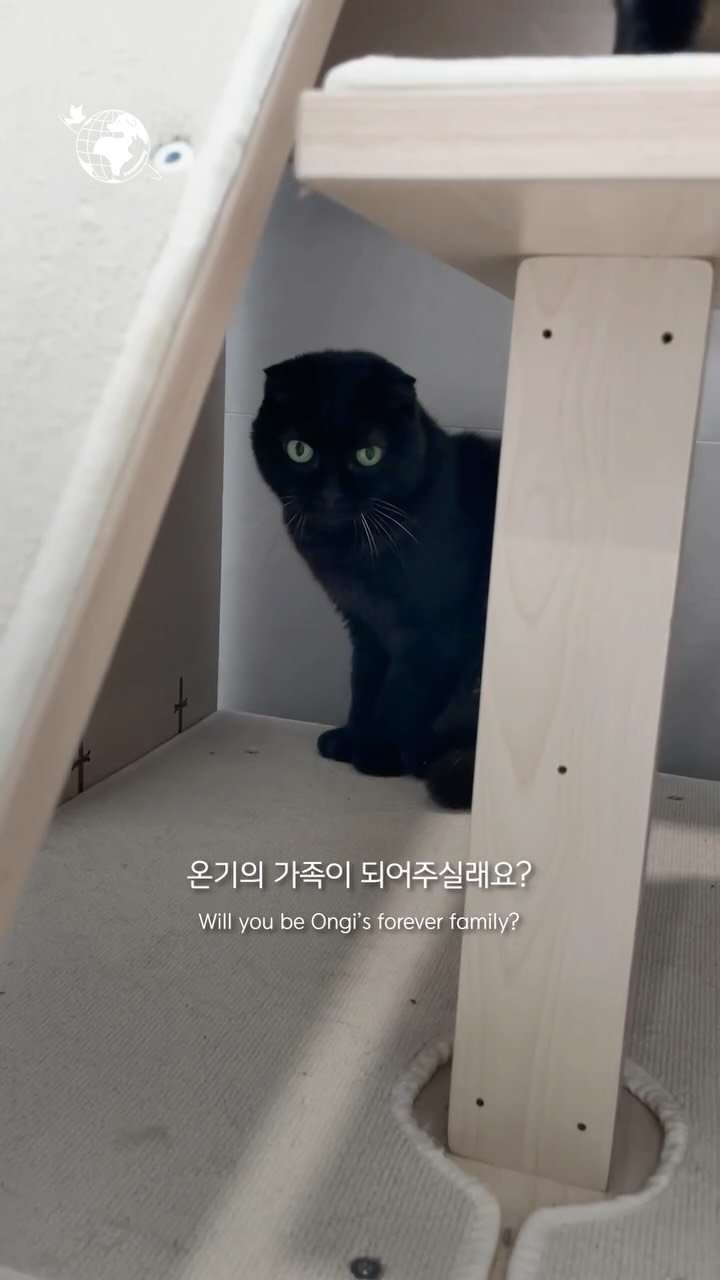 forcatmung_center 게시물 이미지: 배려심이 많은 온기의
따뜻한 가족이 되어주시겠어요?🖤

동물보호의 뜻을 함께해...