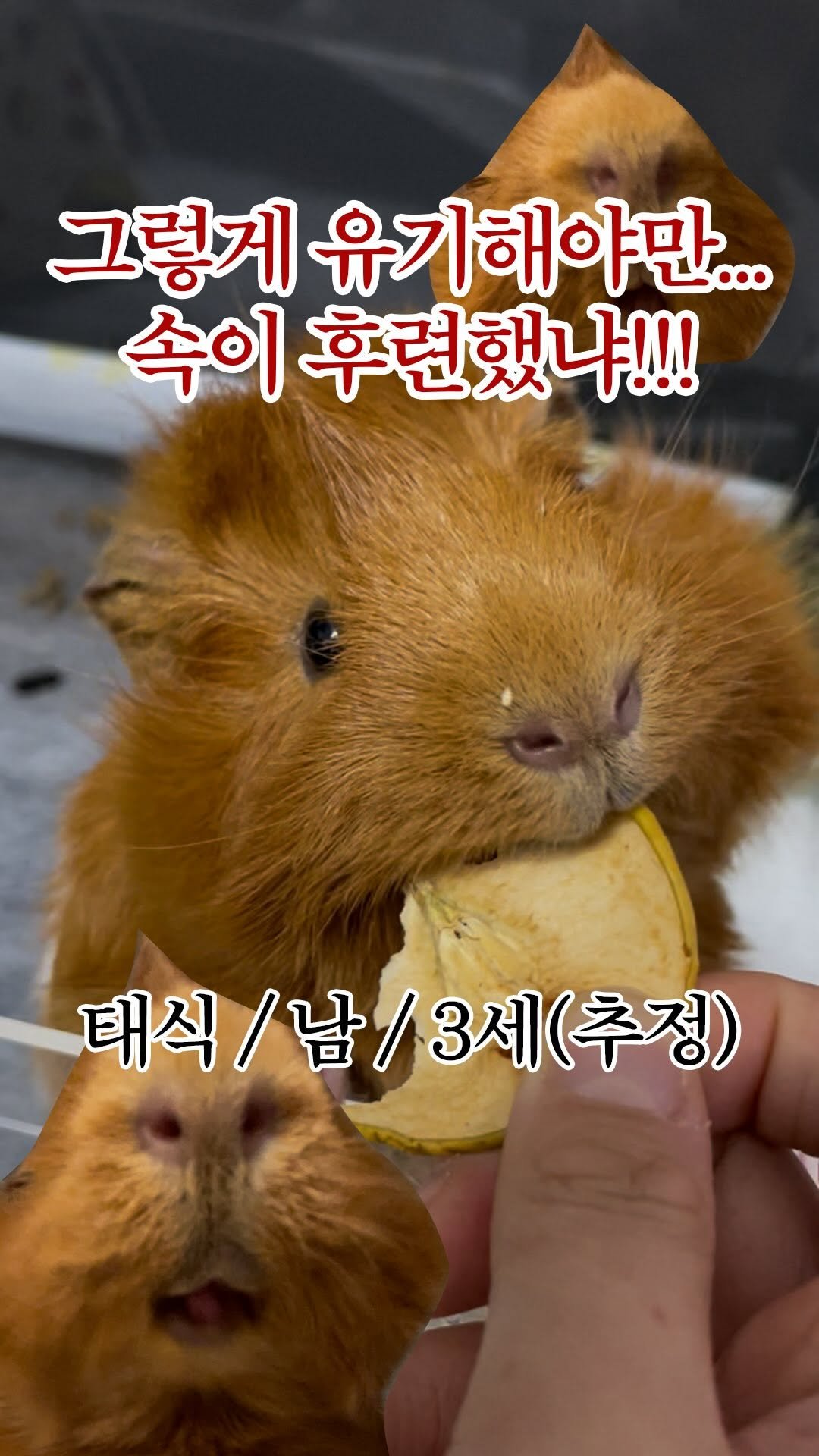 forcatmung_center 게시물 이미지: 오태식해바라기치킨 앞에서 주워서
태식이라고 이름이 붙은 기니피그

센터에서 소소하게...