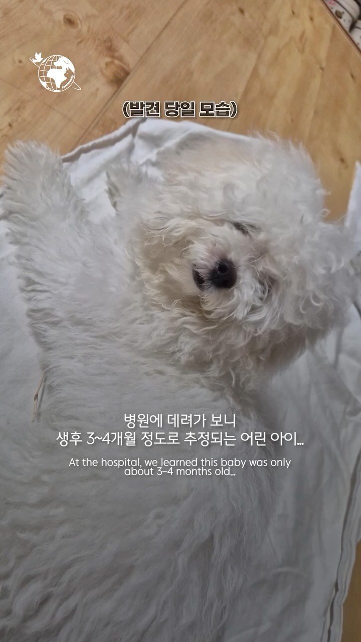 forcatmung_center 게시물 이미지: 굴다리 아래, 차가운 바닥에서 발견된
생후 3~4개월 아기 강아지.

걸을 때마다...