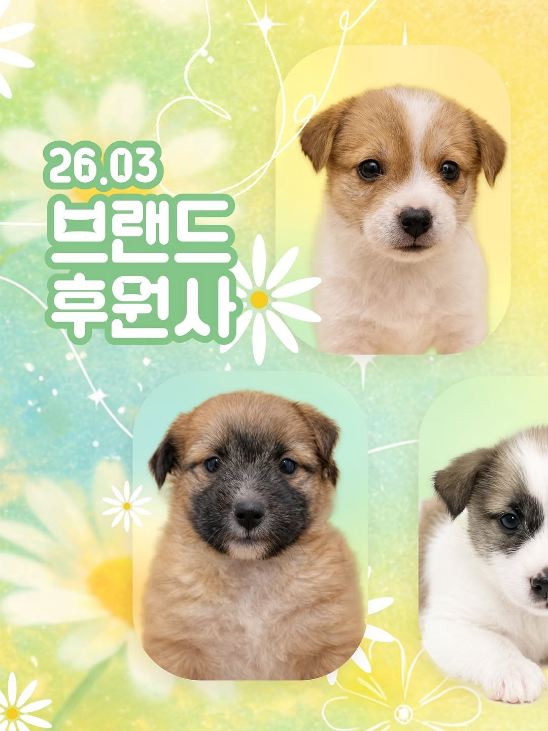 Photo by 포캣멍센터 on April 02, 2026. May be an image of collie, Norwich terrier, chihuahua, mastiff and text that says '26.03 03 브랜드 후원사'.