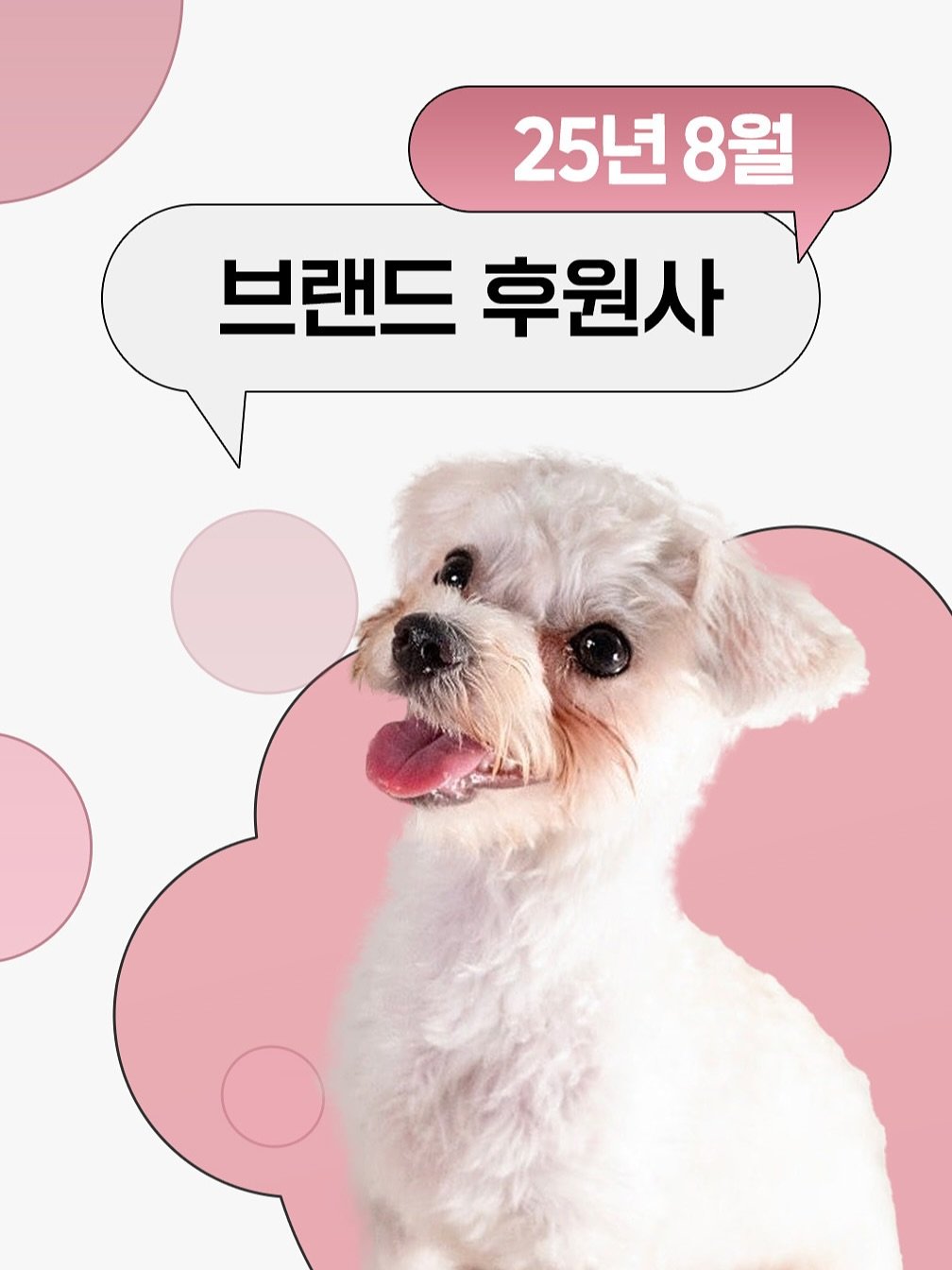 Photo by 포캣멍센터 on September 01, 2025. May be an image of Maltese, collie and text that says '25년 25년8월 8월 브랜드 후원사'.