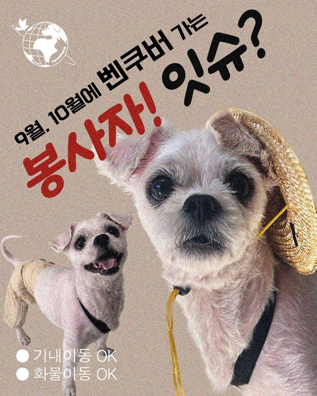 Photo by 포캣멍센터 on September 11, 2025. May be an image of Norwich terrier, Maltese, Pekinese, chihuahua, poster and text that says '봉사자! 美你們要年？ 벤쿠버가는 잇슈? 10월에 9월. 기내이동이 화물이동 ΟK'.