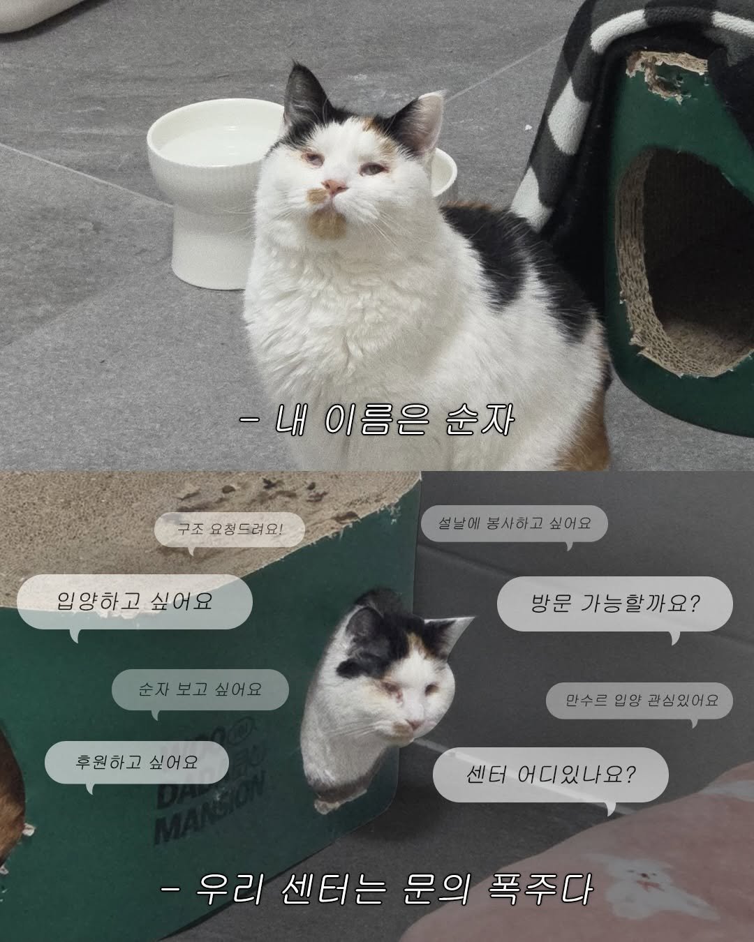 Photo by 포캣멍센터 on February 13, 2026. May be a meme of kitten, tortoiseshell cat and text that says 'ድያኛ ดึกน P -내 -내이름은순자 이름은 순자 구조 요청드려요! 설날에 봉사하고 성날에봉사하고싶어요 싶어요 입양하고싶어요 O 입양하고 싶어요 순자 순자보고싶어요 보고 싶어요 방문 가능할까요? 추원하고 후원하고싶어요 싶어요 만수르인양관심있어요 만수르 입양 관심있어요 센터 어디있나요? -우리 센터는 문의 폭주다'.