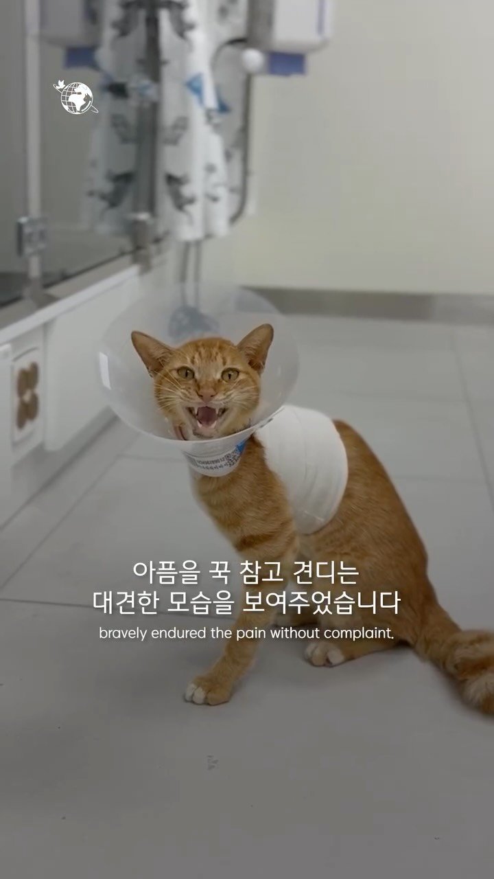 forcatmung_center 게시물 이미지: 무사히 절단 수술을 마친 바나나
아이가 건강을 되찾고 따뜻한 가족을 찾을 수...