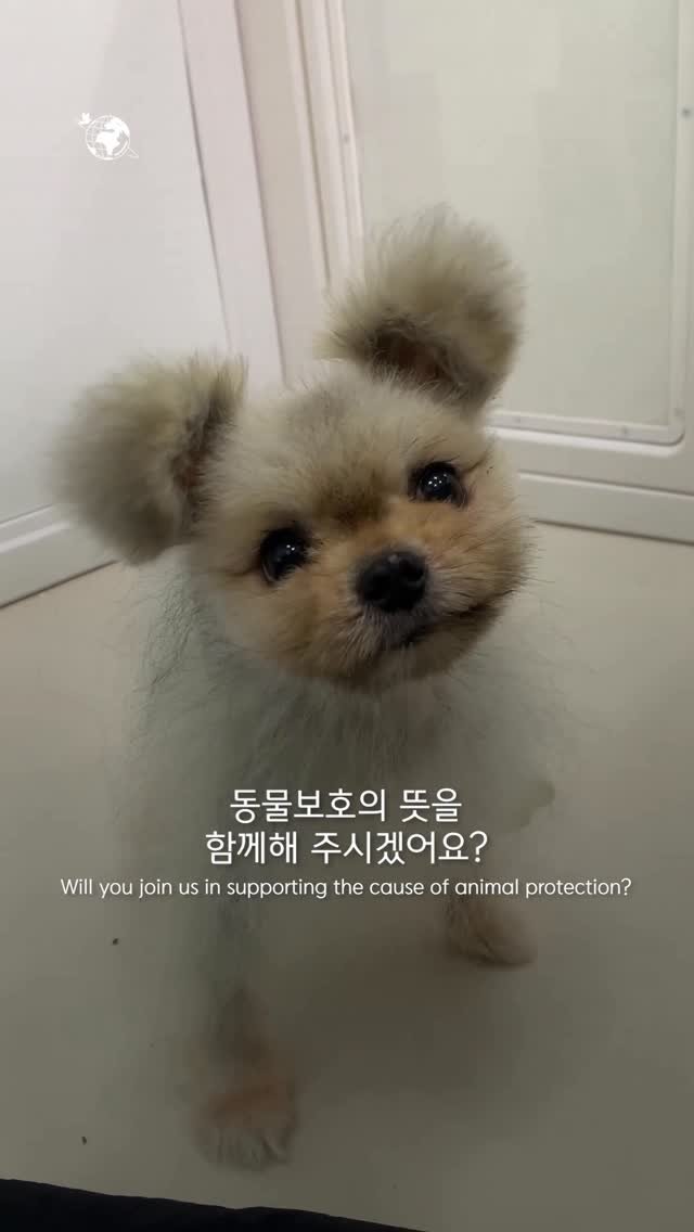 forcatmung_center 게시물 이미지: 경매로 넘어간 집에서 방치된 토끼가
새로운 가족의 따뜻한 품에 안길 수...