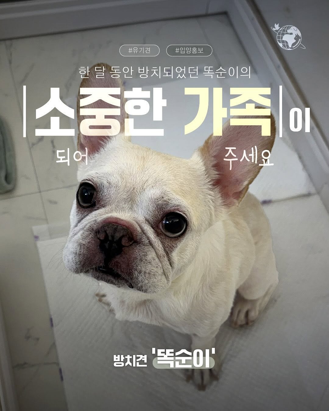 Photo by 포캣멍센터 on September 15, 2025. May be an image of dog, pie and text that says '#익양품보 #유기건 한 달 동안 방치되었던 달동안방치되었던똑순이의 똑순이의 소중한 가족ㅣ οι 되어 주세요 방치견 '똑순이''.