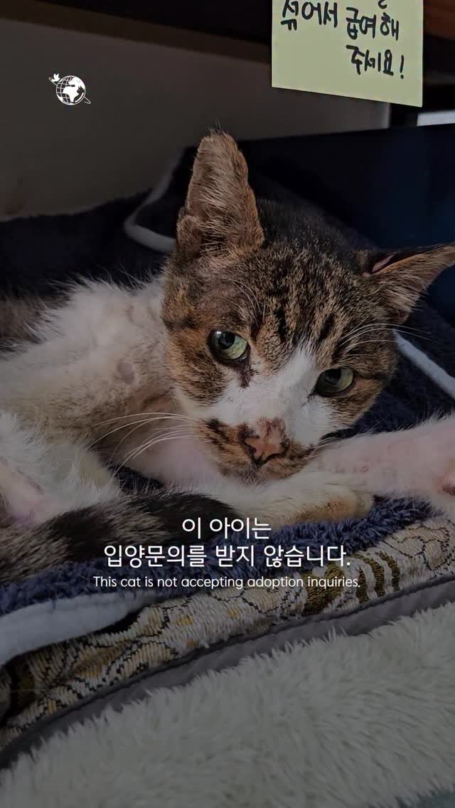 forcatmung_center 게시물 이미지: 애플이를 비롯한 모든 아이들에게
안전하고 따뜻한 하루를 선물해줄 수 있도록...