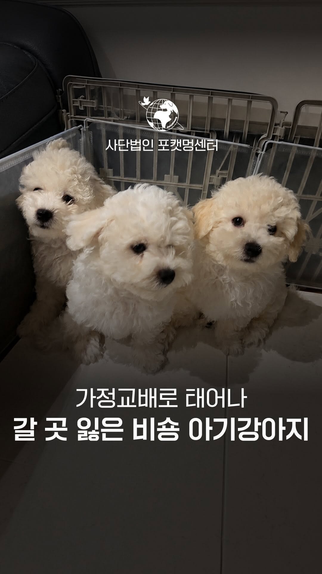 forcatmung_center 게시물 이미지: 늦어진 중성화로 인해 원치 않게 세상에 태어나게 된
송편이, 절편이,...