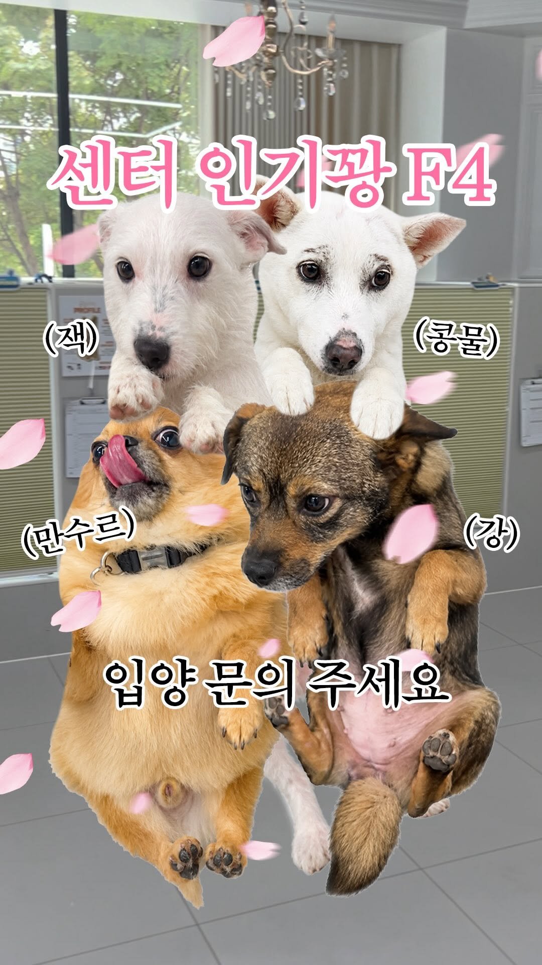 forcatmung_center 게시물 이미지: 모두 점심 먹으러 사라진
오후 1시 포캣멍센터..

찾는 사람 없어 매일 심심한...