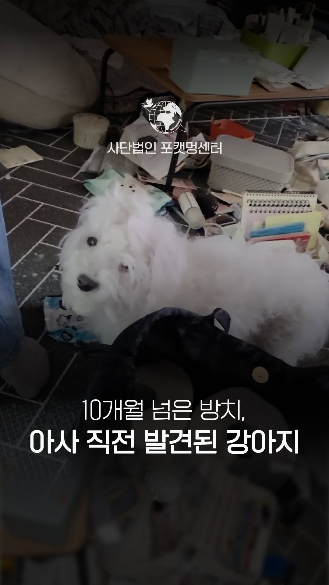 forcatmung_center 게시물 이미지: 오랜 시간 홀로 방치되어
심각한 영양실조 상태로 구조된 식혜.

구조 직후 병원으로...
