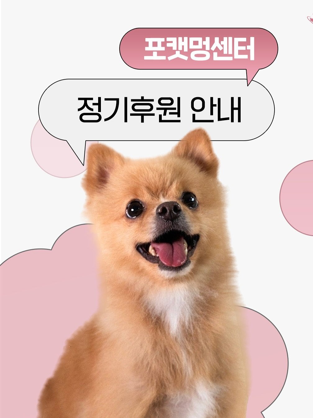 Photo by 포캣멍센터 on September 01, 2025. May be an image of collie, Norwich terrier, Pekinese and text that says '포캣멍센터 정기후원 안내'.