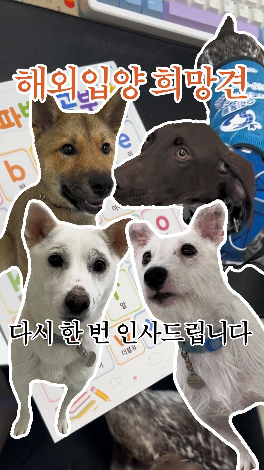 forcatmung_center 게시물 이미지: 시애틀&밴쿠버 해외입양 희망견
곰봉, 올리, 잭, 콩물
다시 한 번...