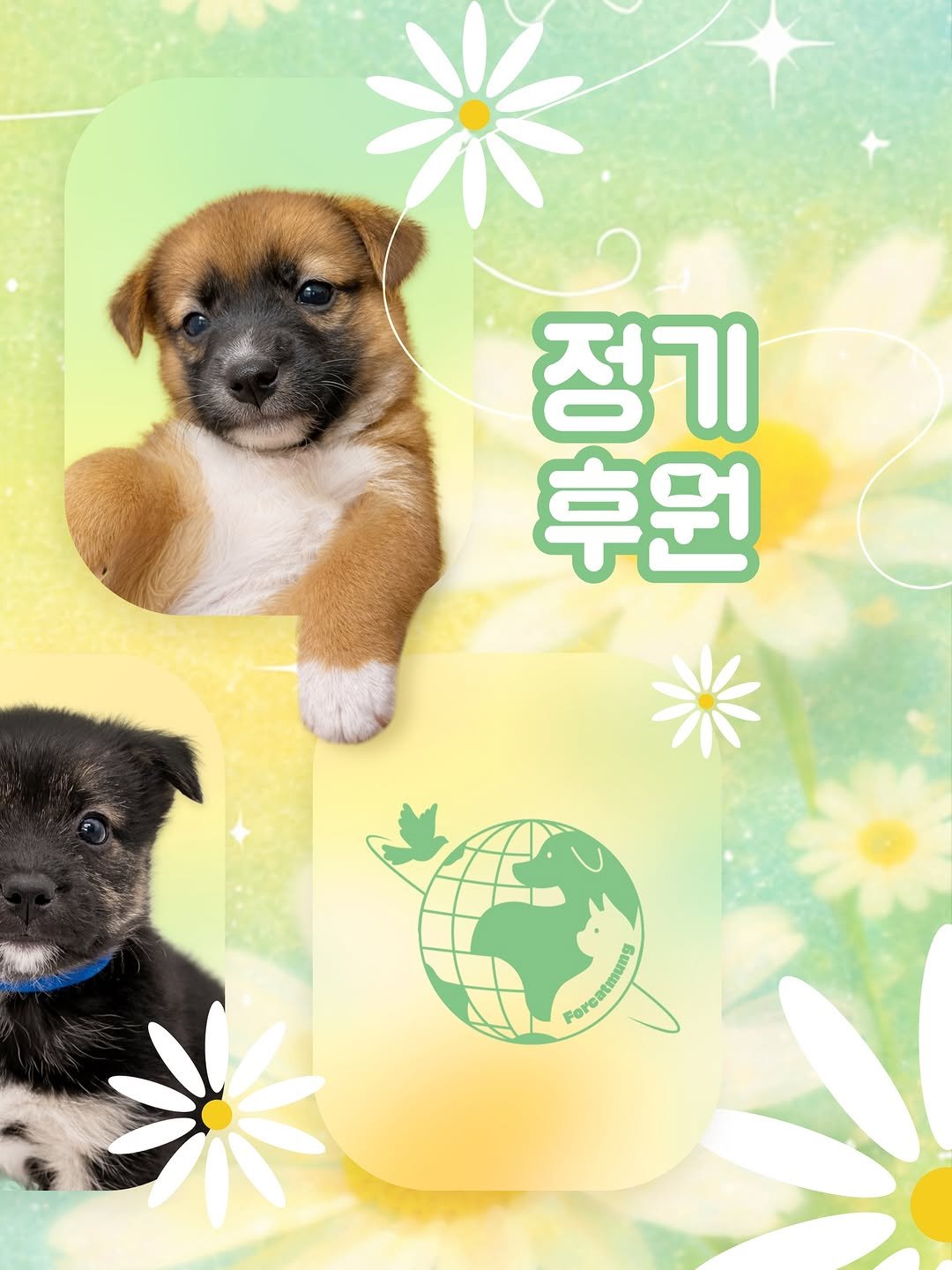 Photo by 포캣멍센터 on April 02, 2026. May be a doodle of mastiff, collie, poster and text that says '정기 후원 Poreatmung Pong'.