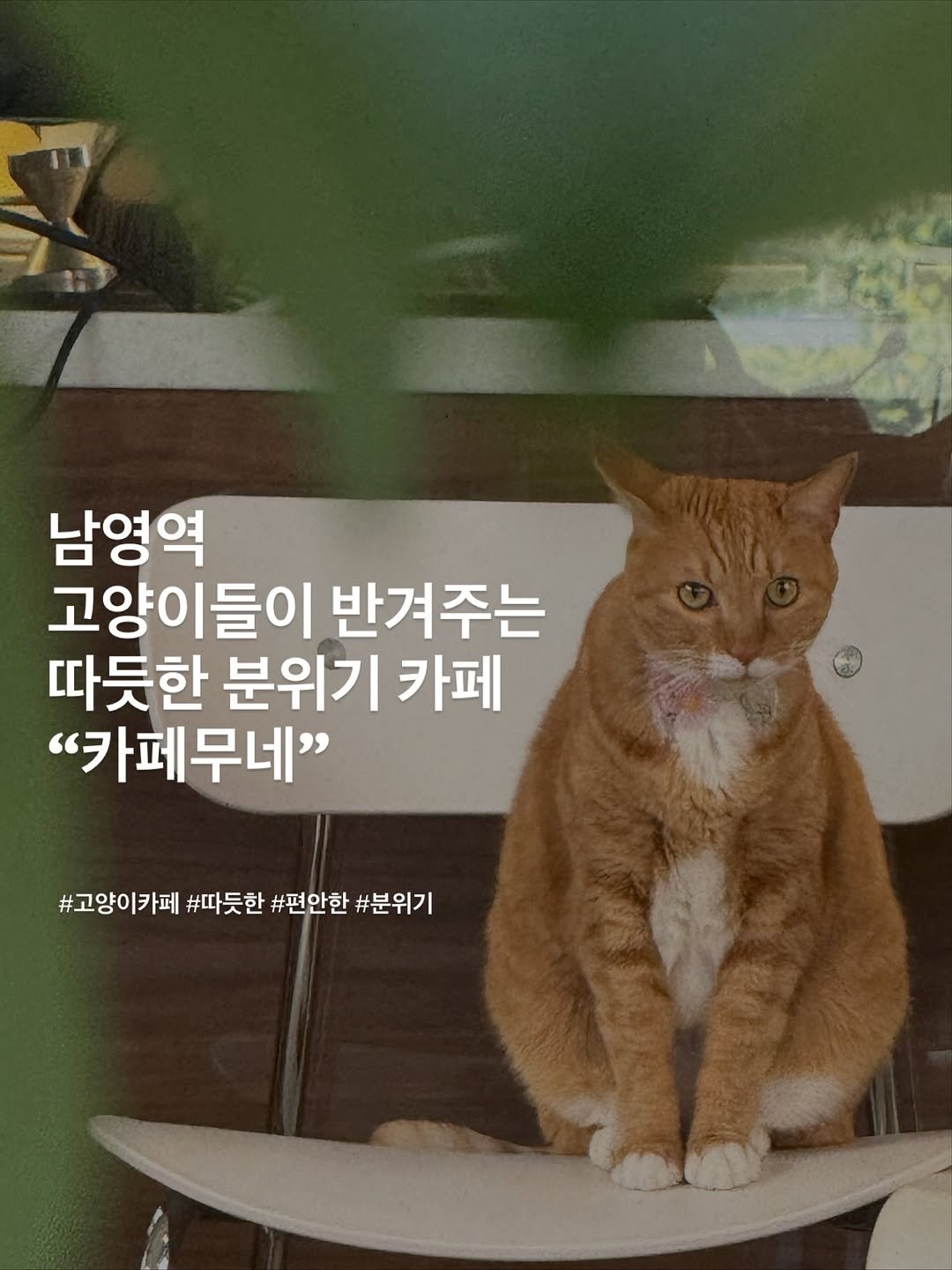 forkspoon_eats 게시물 이미지: 오늘은 남영에서 식사를 하고 카페를 찾던 중에
귀여운 고양이들이 있는 카페를 발견에...