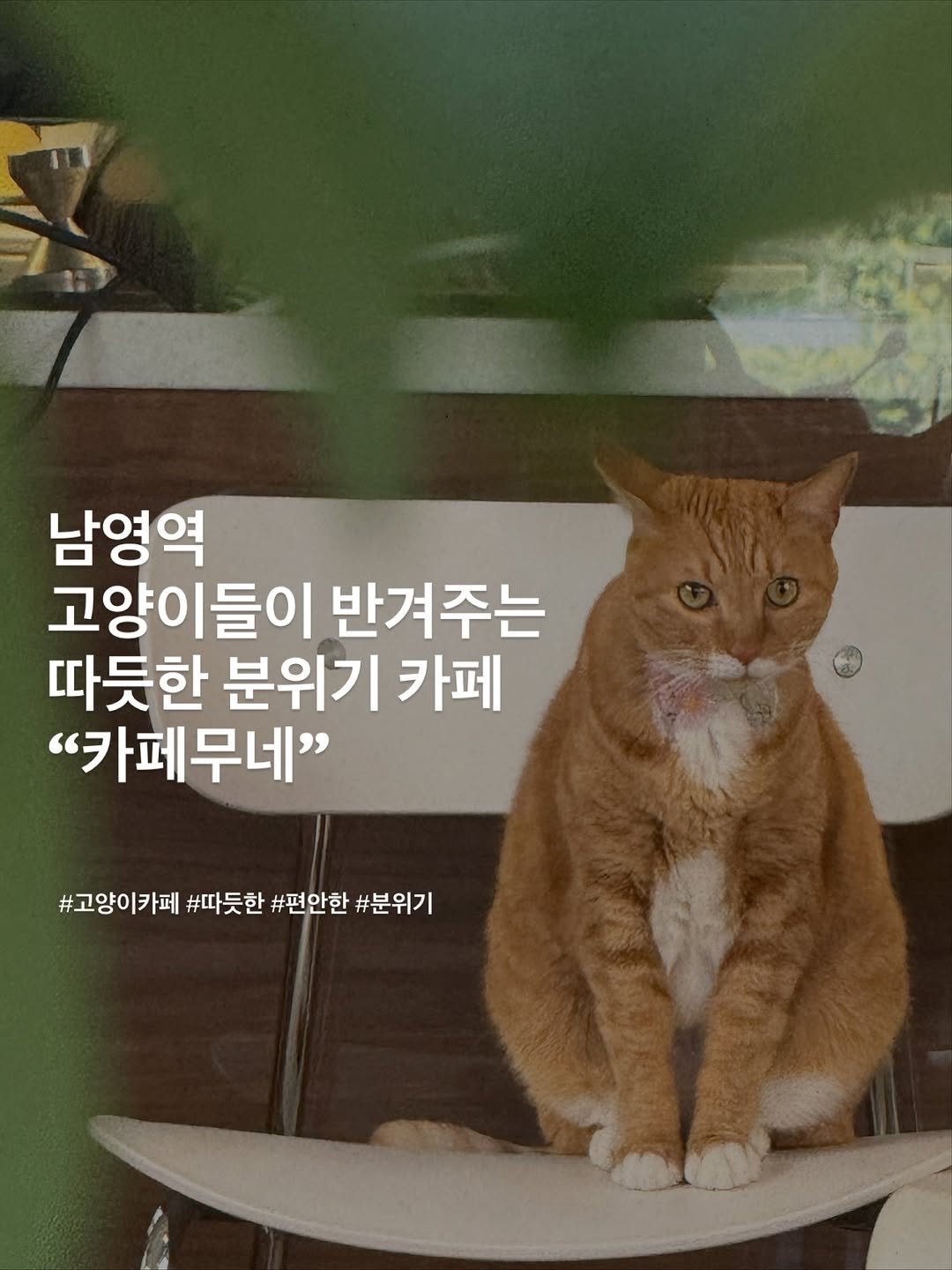 Photo shared by 포크앤스푼 | 맛집리뷰 • 느좋카페 • 핫플소개 | on October 26, 2025 tagging @cafe_mune. May be an image of Abyssinian cat and text that says '남영역 고양이들이 반겨주는 따듯한 분위기 카페 "카페무네" #고양이카페 #따듯한 #편안한 #분위기'.