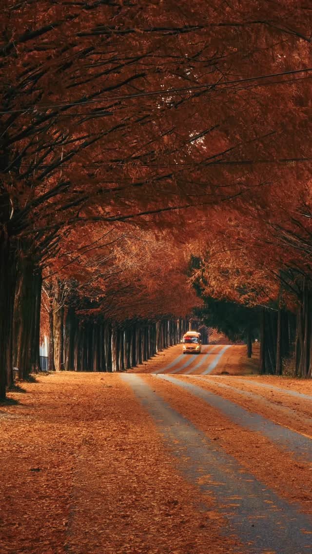 foto_ycy 게시물 이미지: 가을엔딩🍂

📍진안 모래재

짧고 굵었던 가을도 끝나가네요.
올 해 가을은 유난히...