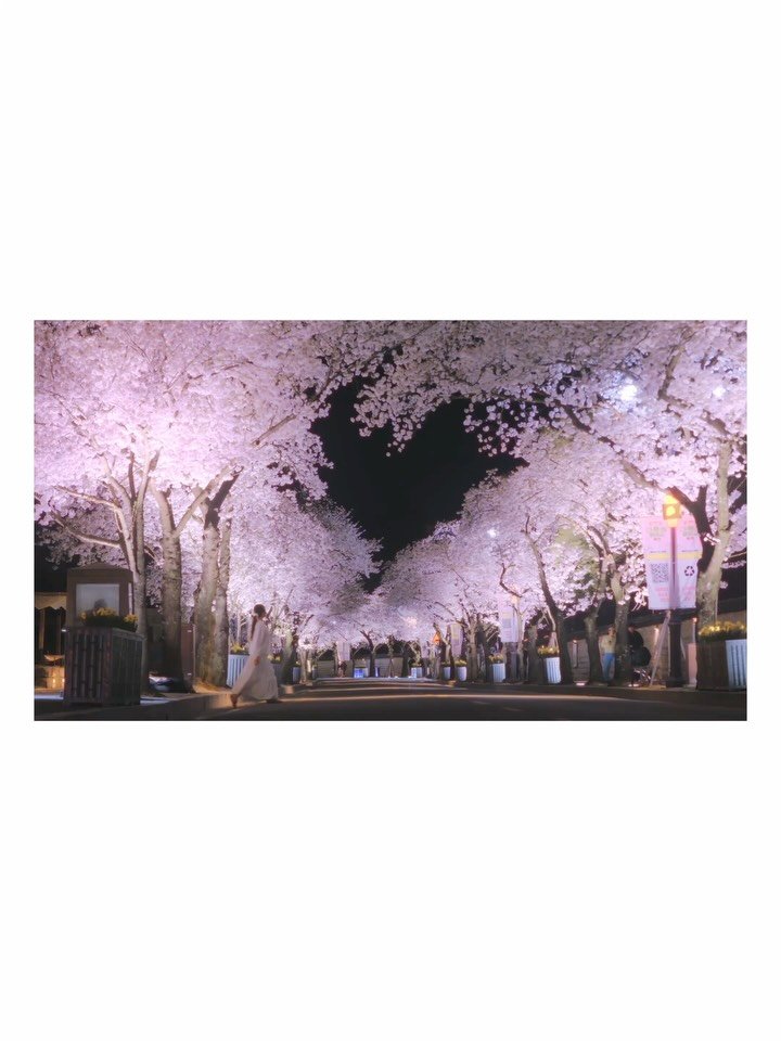 foto_ycy 게시물 이미지: 슬슬 봄이 기다려지는 시기가 왔다.
제가 가장 기대하고있는 벚꽃 여행지는 역시...