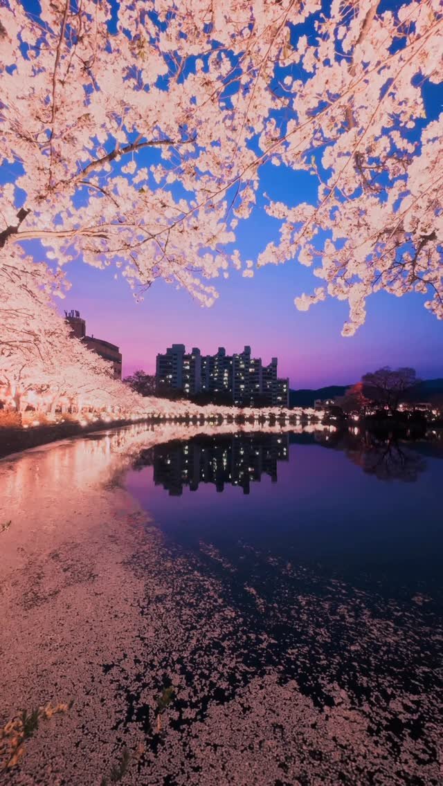 foto_ycy 게시물 이미지: 한달 뒤 볼 수 있는 국내 가장 예쁜 벚꽃명소

📍김천 연화지
Shot on :...