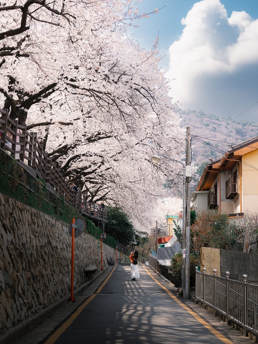 Photo by 🇰🇷여행 포토 크리에이터 윤찬영 | 인생샷달인 on March 06, 2026. May be an image of stone-fruit tree, flower, street and text.