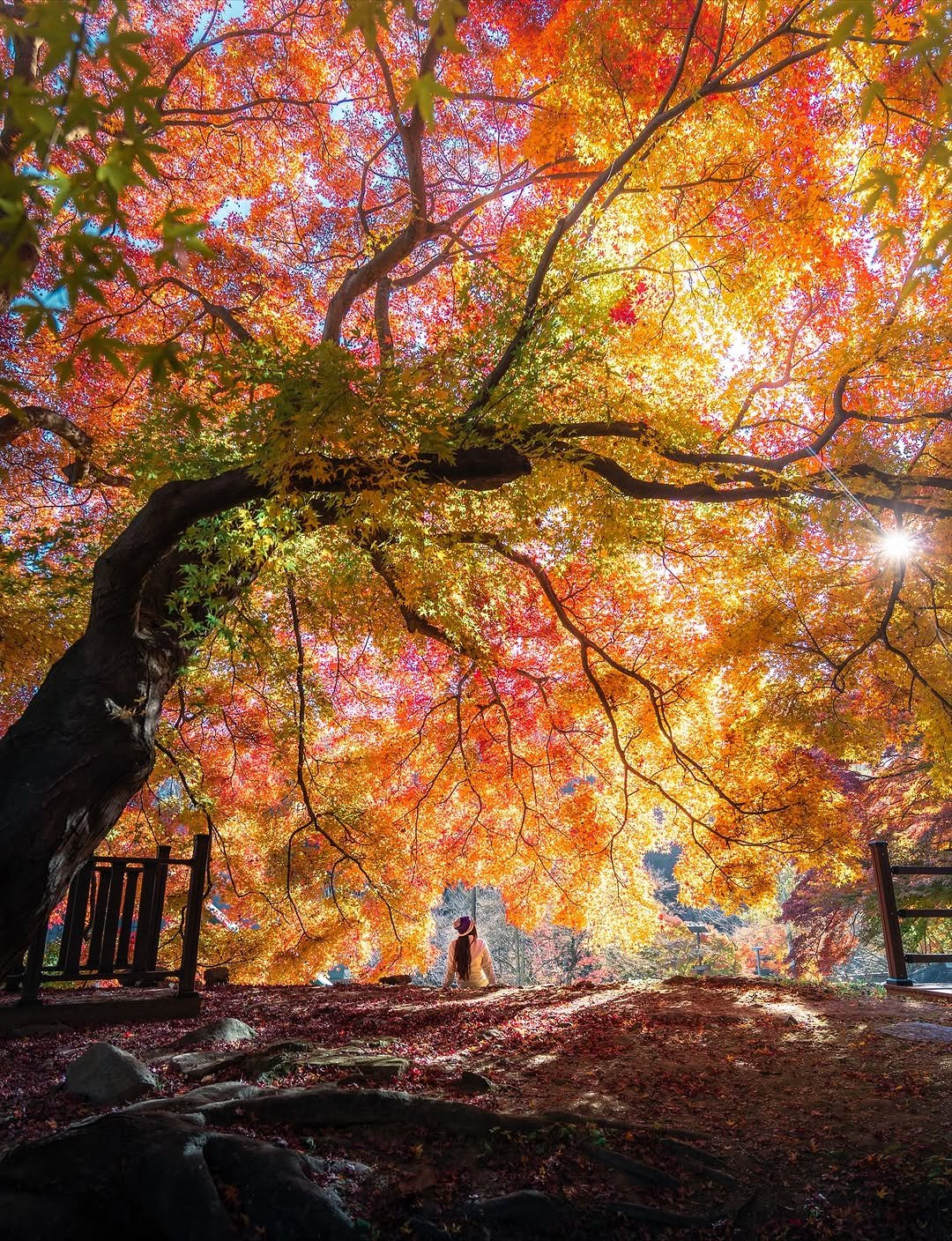 Photo shared by 여행 포토 크리에이터 윤찬영 | 인생샷달인 on November 22, 2025 tagging @jella_9410. May be an image of maple leaves, nature, tree and text.