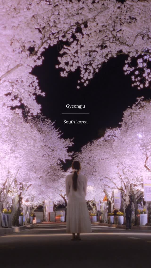 foto_ycy 게시물 이미지: 국내에서 가장 예뻣던 하트 벚꽃길❤️🌸

📍경주 대릉원 돌담길
▫️Gyeongju...