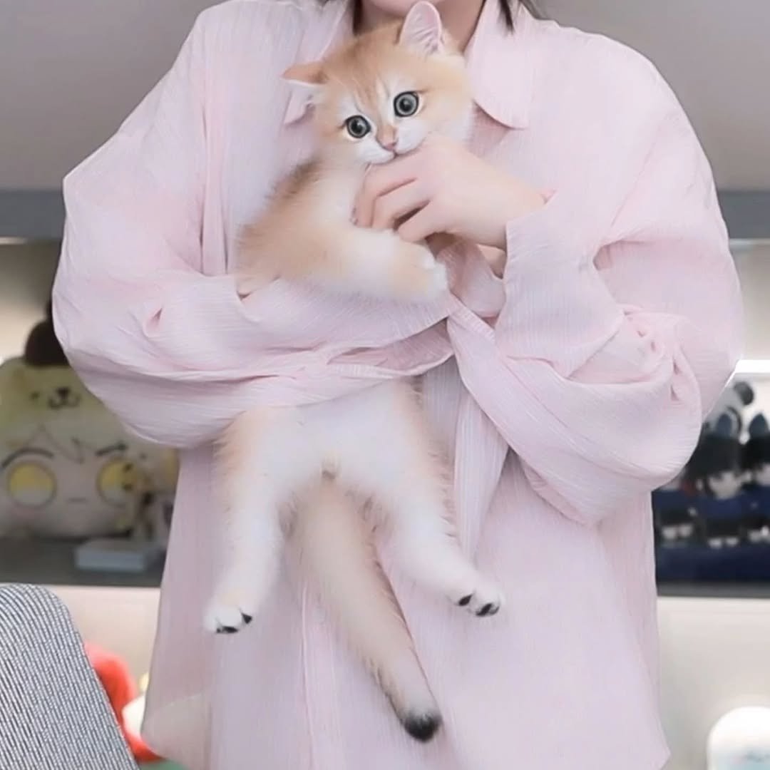 Photo by 우정잉 팬계정🪼 on August 04, 2025. May be an image of ragdoll cat, Abyssinian cat, kitten, Persian cat, fur and text.