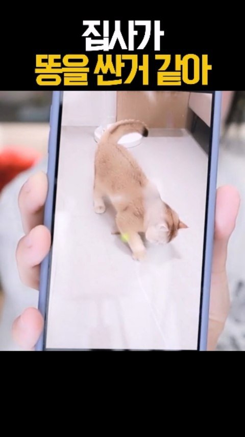 friendshiping_ing 게시물 이미지: 꾸꾸야 똥 아니야 #우정잉 #꾸꾸 #고양이 #냥이 #집사