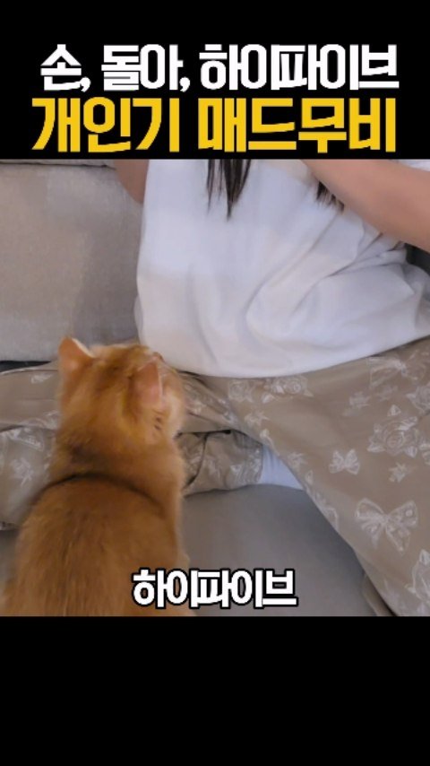 friendshiping_ing 게시물 이미지: 천재냥이 꾸꾸 #우정잉 #꾸꾸 #개인기 #이게되네 #손 #돌아 #하이파이브 #훈련