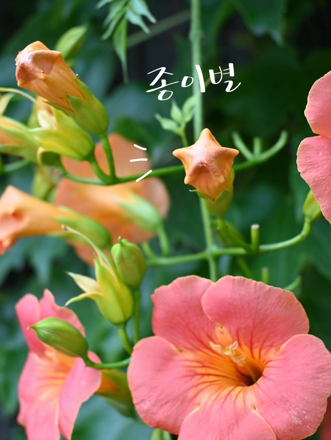from4rest 게시물 이미지: ⭐️ 여름 제철 숙제=능소화 종이별 찾기 

지난주 MBC라디오 #세상을여는아침...