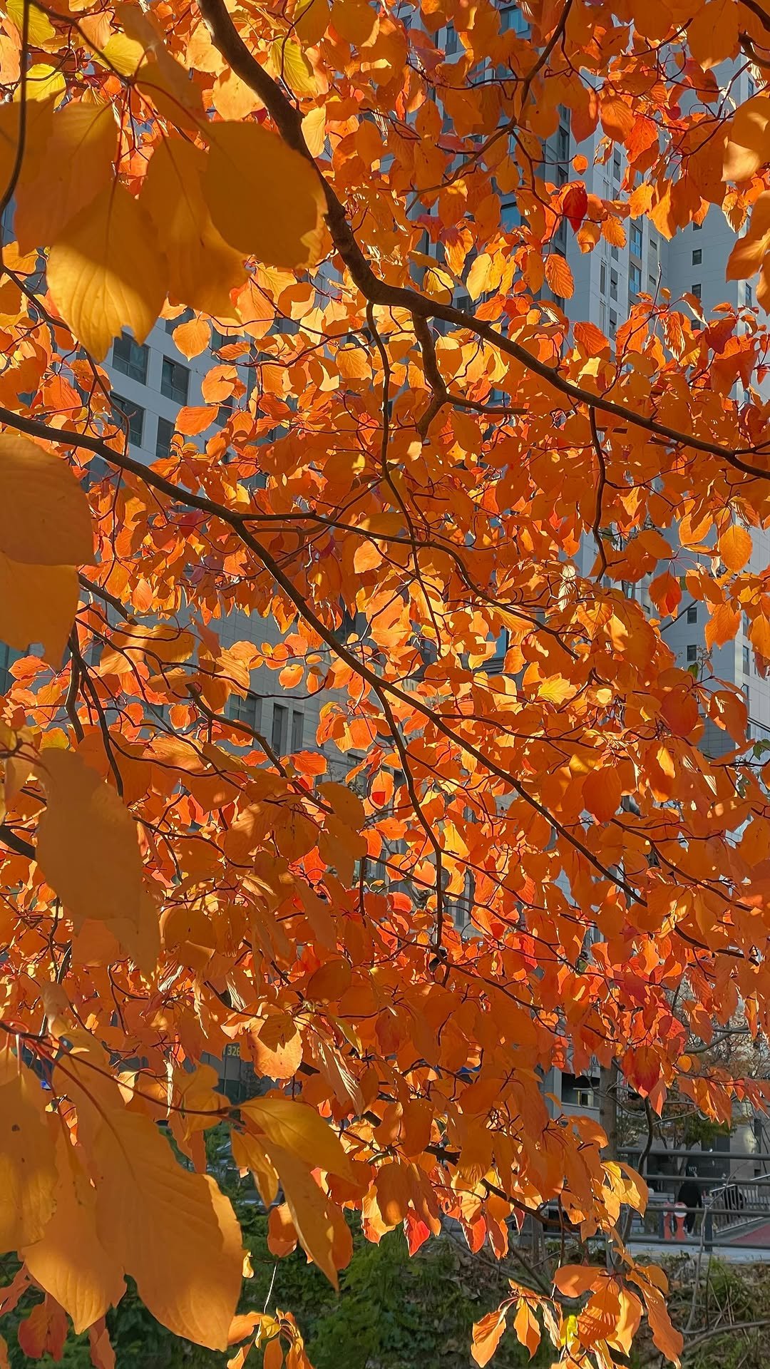 from4rest 게시물 이미지: •
집 앞의 내 나무(층층나무)에 하루 5분씩 멈춰섰다 간다.