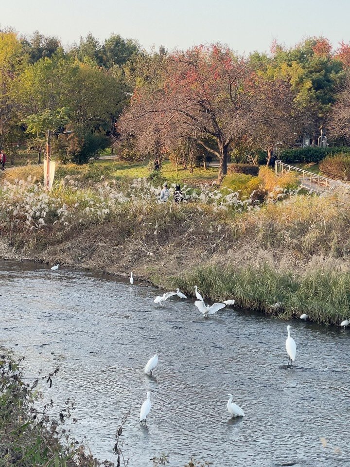 from4rest 게시물 이미지: 백로들도 단풍 놀이 나온 계절🪽