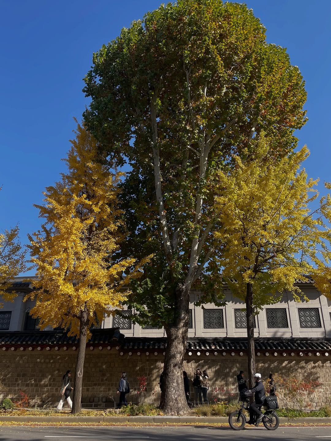 Photo by Kim Shinji on November 14, 2025. May be an image of tree and text.