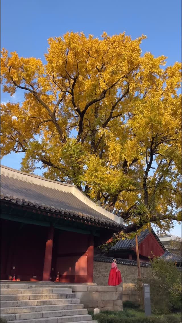 from4rest 게시물 이미지: 📻 라디오에서 글 낭독한 김에 만나고 온 은행나무

❝그리고 11월이 지나 마당...